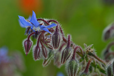 Borretschpfalnze in voller Blüte